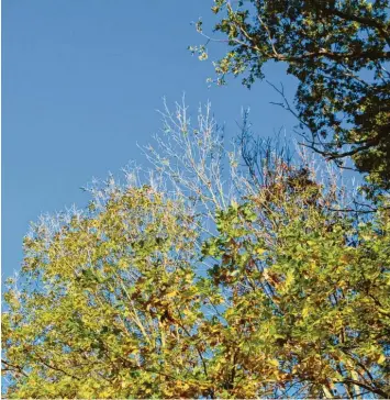  ?? Fotos: Mareike König ?? Der kahle Wipfel zwischen den Eichen gehört zu einem befallenen Baum.