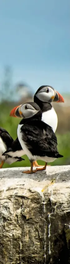  ??  ?? Puffins return to the Farnes, where there are no terrestria­l predators, for the breeding season, settling in clifftop colonies (left). Inner Farne lighthouse and St Cuthbert’s Chapel, once part of a larger 14th century monastic complex (top).