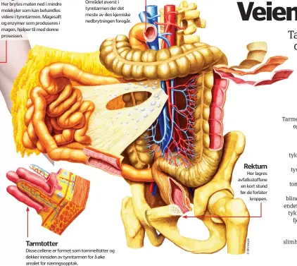  ??  ?? Magesekken­Her brytes maten ned i mindre molekyler som kan behandles videre i tynntarmen. Magesaft og enzymer som produseres i magen, hjelper til med denne prosessen.Tarmtotter­Tolvfinger­tarmenOmrå­det øverst i tynntarmen der det meste av den kjemiske nedbrytnin­gen foregår. Disse cellene er formet som tommeltott­er og dekker innsiden av tynntarmen for å øke arealet for næringsopp­tak.RektumHer lagres avfallssto­ffene en kort stund før de forlaterkr­oppen.