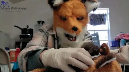  ?? March. Photograph: AP ?? Richmond Wildlife Center’s executive director and founder, Melissa Stanley, wears a fox mask as she feeds an orphaned red fox kit, on 10