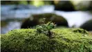  ??  ?? Moss on a rock along the Whanganui. Photograph: Jeremy Lugio/The Guardian