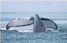  ?? /GETTY IMAGES ?? Buscan evitar que las ballenas resulten afectadas en alta mar.