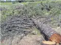  ?? COURTESY OF THE NATIONAL FOREST FOUNDATION ?? Foresters remove encroachin­g conifer trees in Hart Prairie Meadow.