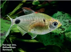  ?? ?? Red-back tetra,
Bathyaethi­ops flammeus.