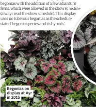  ??  ?? Begonias on display at Ayr in 2015