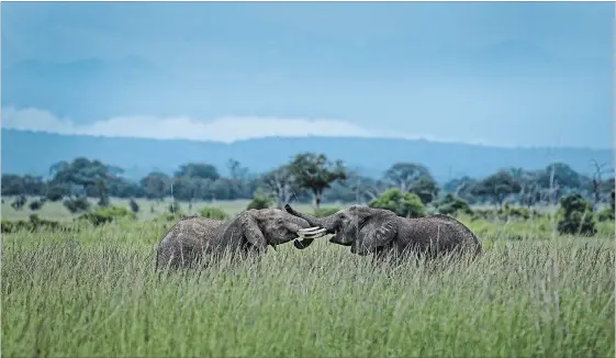  ?? BEN CURTIS PHOTOS
THE ASSOCIATED PRESS ?? Two young elephants play in Mikumi National Park, Tanzania. The battle to save Africa's elephants appears to be gaining momentum in Mikumi, where killings are declining.