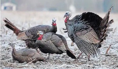  ?? JEFF TRIBE ?? Two turkeys, one doublebear­ded in an aggressive strut, circle a decoy they consider an interloper on their territory.