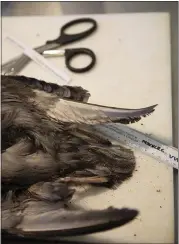  ?? PHOTO BY ANNE WERNIKOFF FOR CALMATTERS ?? The tail, wings, and legs of a Northern Fulmar.