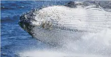  ?? THE ASSOCIATED PRESS ?? A humpback whale breaches off the coast of Port Stephens, Australia, on June 14, 2021.