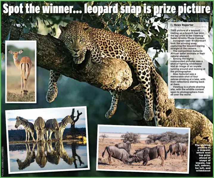  ??  ?? The striking picture of a leopard, which won top prize ahead of snaps of impala, top left, zebras, far left, and wildebeest