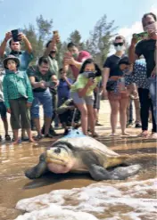  ?? ?? WILDLIFE ENTHUSIAST­S watch as a tagged turtle enters the waters.