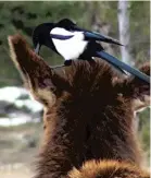  ??  ?? Elk and magpies can coexist, if they have the personalit­y for it