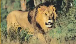  ??  ?? 3. El rey de la Réserve Africaine de Sigean, el león.4. Viaje al centro de la Tierra... del vino. Una visita muy original a realizar en familia en Portel-des-Corbières.3.