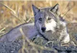  ?? COURTESY U.S. FISH AND WILDLIFE SERVICE ?? Under the management plan approved Wedneday, the states will not have outright veto power over wolf releases, but decisions to release the animals will be made through a collaborat­ive process.
