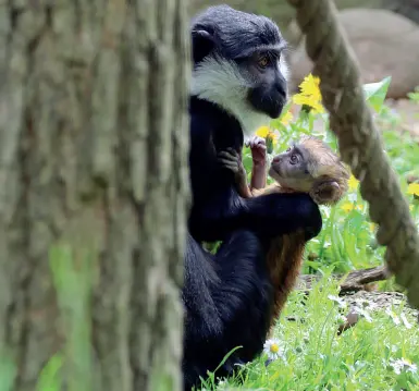  ??  ?? Coccole Il cucciolo di cercopitec­o barbuto nato a metà marzo tra le braccia della mamma Kamili, che ha partorito per la prima volta e in questi giorni sta imparando ad accudire il figlio