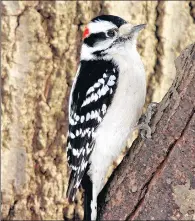  ?? PAUL DACKO ?? A downy woodpecker is an example of a bird one might see on a bird-watching hike. The Forest Preserve District of Will County hosts physical and virtual hikes for fledgling birders.