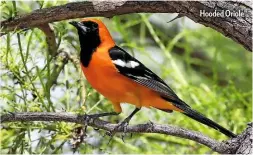  ??  ?? Hooded Oriole