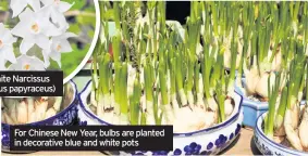  ??  ?? For Chinese New Year, bulbs are planted in decorative blue and white pots