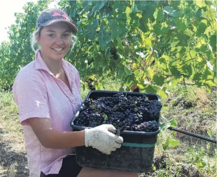  ?? PHOTO: ADAM BURNS ?? Back to work . .. Grape picker Jodi King, of Mossburn, loads up a bucket of grapes at the Quartz Reef vineyard in Bendigo.