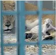  ?? AHU SAVAN/THE ASSOCIATED PRESS ?? A lion rescued from a zoo in the wartorn Syrian city of Aleppo cuddles her newborn cub in the MaÌwa Wildlife Reserve in northern Jordan.