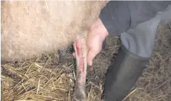  ??  ?? One of the sheep injured in the attack near Carrickfer­gus