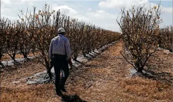  ?? Photos by Jerry Lara / Staff photograph­er ?? Mani Skaria, founder and CEO of US Citrus, walks to check his Persian lime orchard at his farm in Hargill. He expects his initial losses from this month’s freeze to be in the millions of dollars.