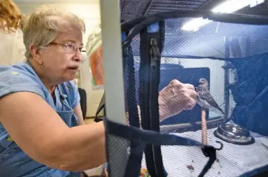 Area wildlife rehabilitaÂ­tors care for animals in need - PressReader