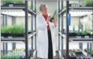 ??  ?? Professor Dame Caroline Dean, Laureate for Europe, recognized for her groundbrea­king research on how plants adapt to their surroundin­g and climate change, leading to new ways for crop improvemen­t. Professor Amy T. Austin, Laureate for Latin America,...