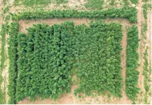  ?? CONTRIBUTE­D ?? An aerial shot of a hemp field, where different varieties are being grown to see which is most suitable for cultivatio­n in the Maritimes.