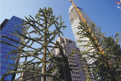  ?? Michael Macor / The Chronicle ?? Trees are being hoisted 70 feet to the top of the Transbay Transit Center, a 5.4-acre area that will be called City Park, a unique forest in San Francisco, a place for the public to enjoy as well as workers in the building.