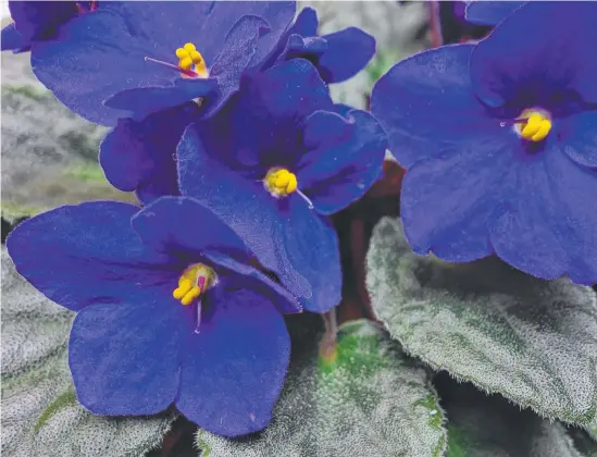  ??  ?? African violets can flower all year and are tolerant of a “little” neglect.