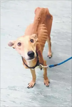  ??  ?? Snoopy, as she has been called by animal centre staff, was was found dumped and starving in Woolley Road in Senacre