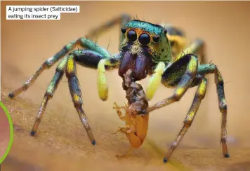  ?? ?? A jumping spider (Salticidae) eating its insect prey