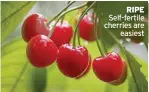  ??  ?? RIpe Self-fertile cherries are easiest