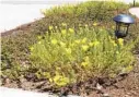  ?? OTAY WATER DISTRICT ?? TEXAS SUNDROP: This long-blooming evergreen produces vivid yellow blossoms. It grows to less than a foot in height, and 2 to 3 feet in width.