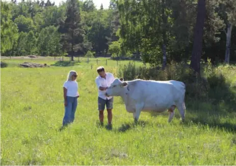  ??  ?? KOMPISAR. Kon Mamma Mu kommer gärna fram och hälsar. ”Ju mer vi hänger med korna i flocken, desto mer respektera­r de en”, berättar Mimmi.