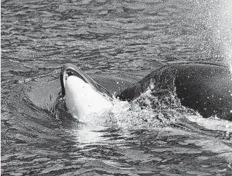  ?? Ken Balcomb / Center for Whale Research ?? Tahlequah pushes her dead calf on the second day of her journey, which stretched 1,000 miles.