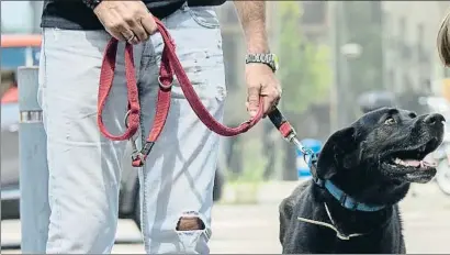  ?? MANÉ ESPINOSA ?? Quien encuentre un animal perdido deberá devolverlo a su dueño