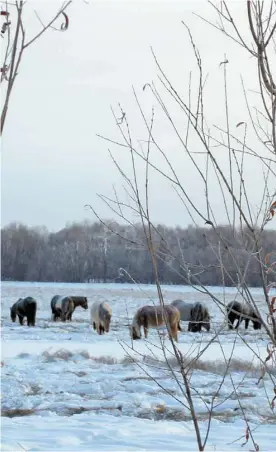  ?? MONIQUE DURAND LE DEVOIR ?? Un troupeau de chevaux yakoutes, mi-sauvages, broutent dans une prairie enneigée près de la route des os.