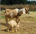  ?? DEAN FOSDICK VIA AP ?? This photo shows Nigerian goats near Clinton, Wash. Livestock guardian dogs can be lifesavers for profit-seeking farmers and ranchers. Livestock guardian dogs have been geneticall­y refined over the years to protect livestock, like these vulnerable...