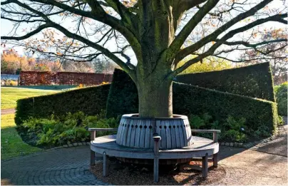  ??  ?? A circular bench around the trunk of an oak provides a place to take in the garden views, sheltered by neat yew hedges.