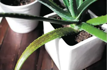  ?? Dreamstime/TNS ?? Grow aloe vera in a sunny window along with your other cacti and succulents.