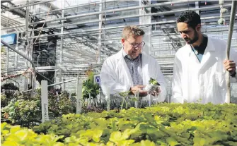  ??  ?? Al Unwin, associate dean of Niagara College's School of Environmen­tal and Horticultu­ral Studies, and student Denzil Rose study plants in a greenhouse on campus.