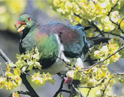  ?? PHOTO: STEPHEN JAQUIERY ?? Topping up . . . A kereru gorges on elm seed cases near the Dunedin Botanic Garden.