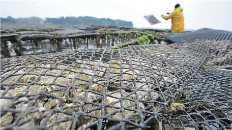  ?? | PHOTO : ARCHIVES OUEST FRANCE/THIERRY CREUX ?? La Bretagne Sud a produit 17 000 tonnes d’huîtres en 2022.