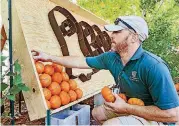  ?? BY CHRIS LANDSBERGE­R, THE OKLAHOMAN] ?? Matthew Janda stacks pumpkins as he works to set up for the opening of Pumpkinvil­le at the Myriad Gardens on Wednesday.[PHOTO