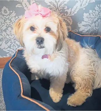  ??  ?? This pretty girl, complete with cute ribbon, is Tilly, a 10-month-old shih-poo owned by Alison Middleton, from Arbroath.