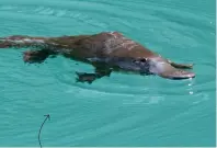  ??  ?? PLATYPUS The platypus is quite shy, therefore not particular­ly easy to spot in the wild. One of the easiest places to see them is in the Blue Lake at in the JENOLAN CAVES BLUE MOUNTAINS, a three hour drive from Sydney. You can also spot them in Lake Elizabeth in the Great Otway National Park, Victoria, and Tasmania’s Warrawee Forest Reserve, the “platypus capital of the world”.