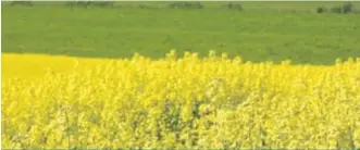  ??  ?? Les producteur­s de veaux d’embouche et de céréales/canola ont reçu la majorité des 111,2 M$ versés par l’ASRA