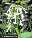  ??  ?? Nicotiana sylvestris